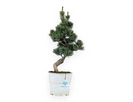 Pinus Pentaphylla - Pino - 34 cm