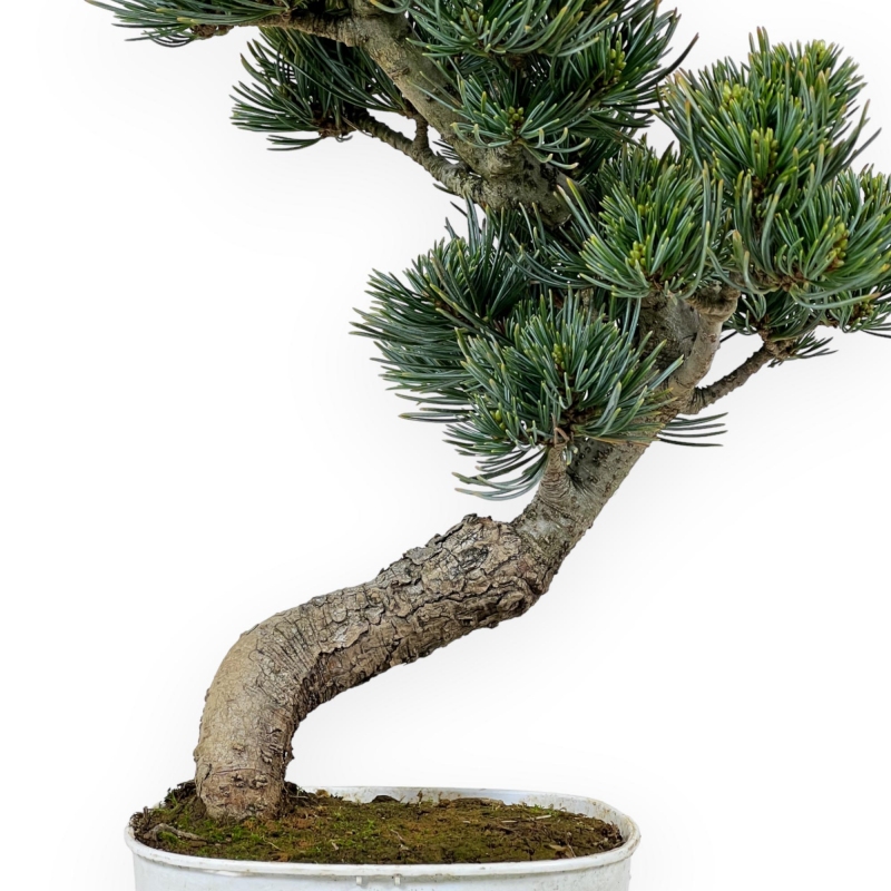 Pinus Pentaphylla - Den - 34 cm