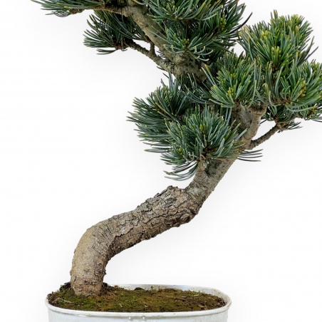 Pinus Pentaphylla - Pino - 34 cm