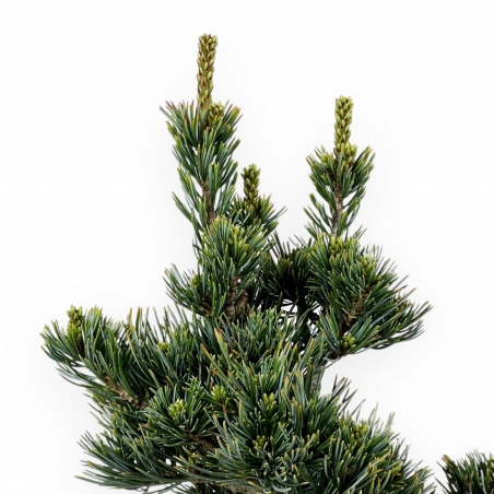 Pinus Pentaphylla - Pino - 34 cm