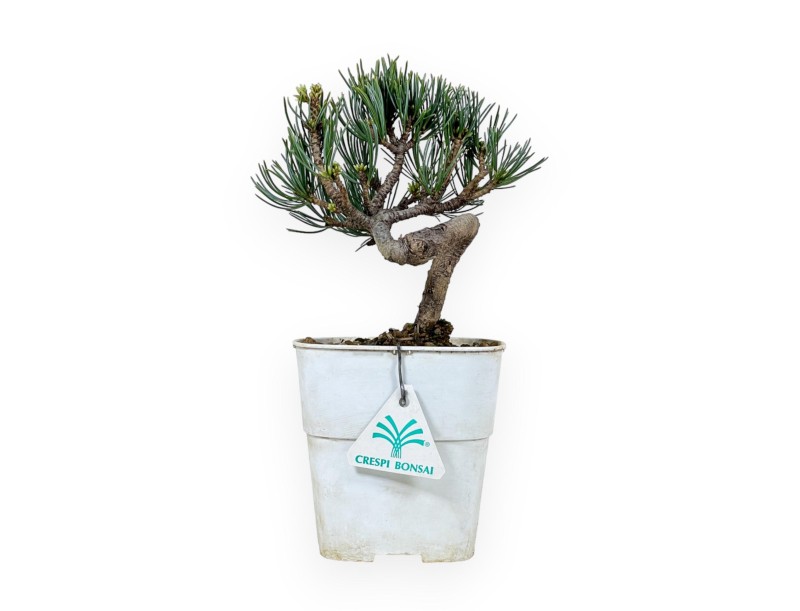 Pinus Pentaphylla - Pino - 28 cm