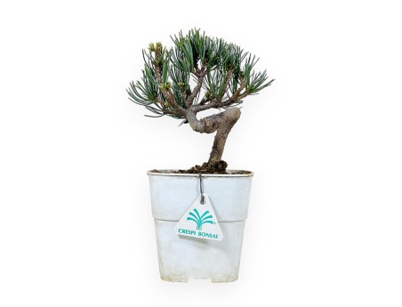 Pinus Pentaphylla - Pine five needles - 28 cm