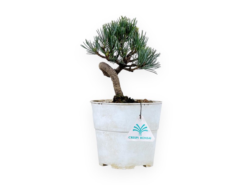 Pinus Pentaphylla - Den - 28 cm