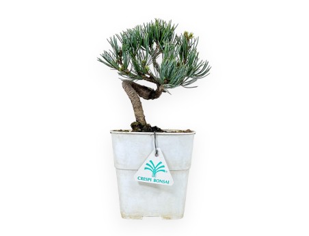 Pinus Pentaphylla - Pine five needles - 28 cm