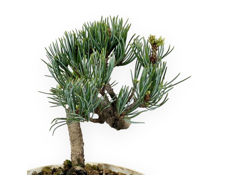 Pinus Pentaphylla - Den - 28 cm