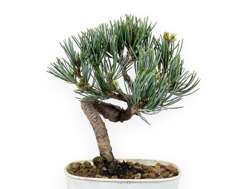 Pinus Pentaphylla - Pino a cinque aghi - 28 cm