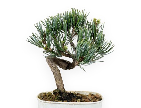 Pinus Pentaphylla - Pine five needles - 28 cm