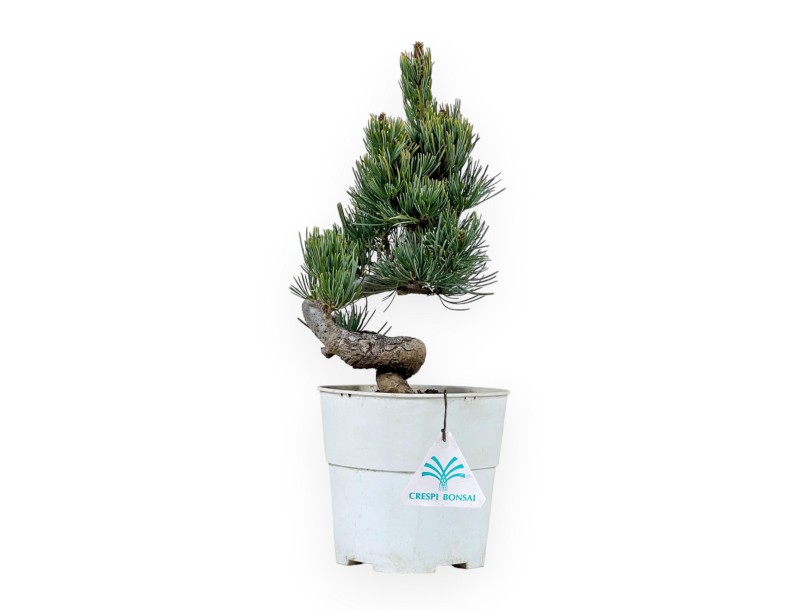 Pinus Pentaphylla - Pino - 29 cm