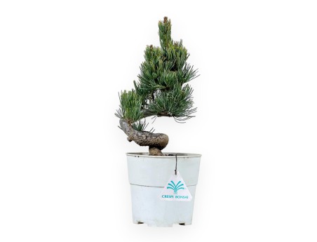 Pinus Pentaphylla - Pino - 29 cm