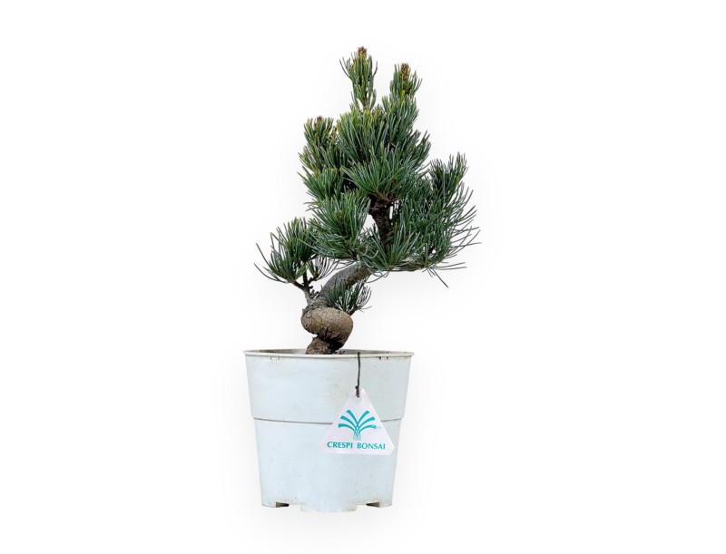 Pinus Pentaphylla - Kiefer - 29 cm