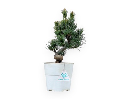 Pinus Pentaphylla - Pino a cinque aghi - 29 cm