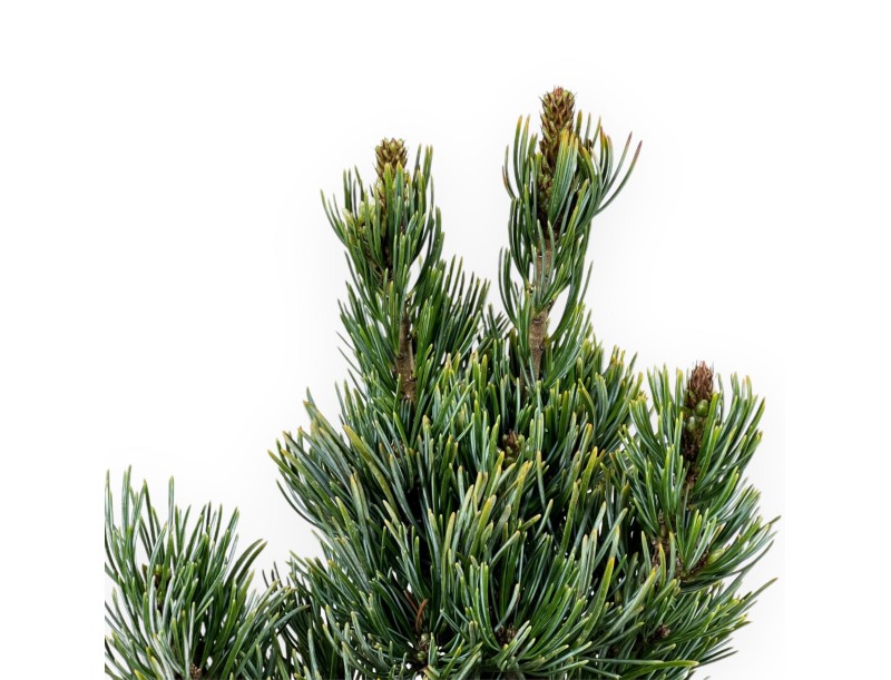 Pinus Pentaphylla - Pino a cinque aghi - 29 cm