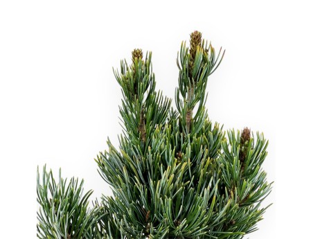 Pinus Pentaphylla - Pino - 29 cm