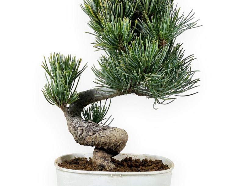 Pinus Pentaphylla - Pine five needles - 29 cm