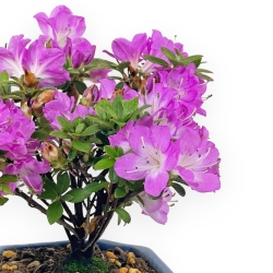 Rhododendron Indicum - Azalea - 19 cm