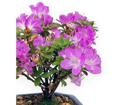 Rhododendron Indicum - Azalée - 19 cm