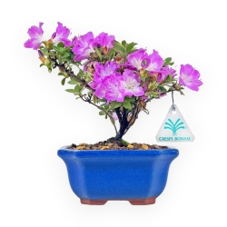 Rhododendron Indicum - Azalea - 19 cm
