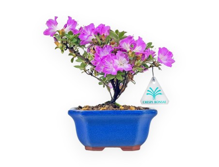 Rhododendron Indicum - Azalea - 19 cm