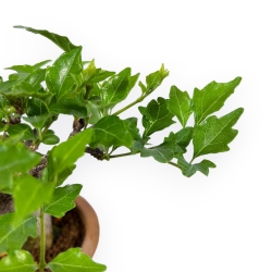 Premna Japonica - 19 cm