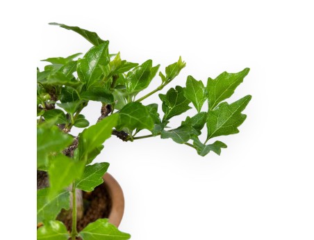 Premna Japonica - 19 cm