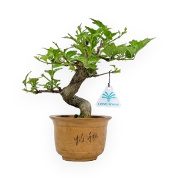 Premna Japonica - 19 cm