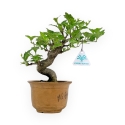 Premna Japonica - 19 cm