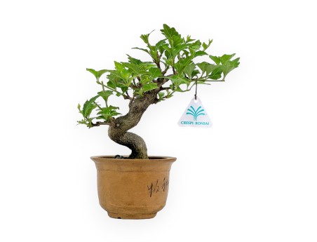 Premna Japonica - 19 cm