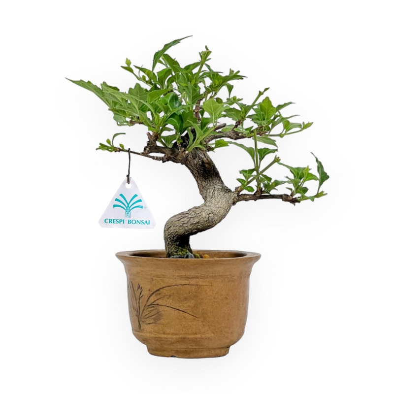 Premna Japonica - 19 cm