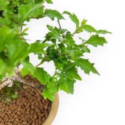 Premna Japonica - 20 cm