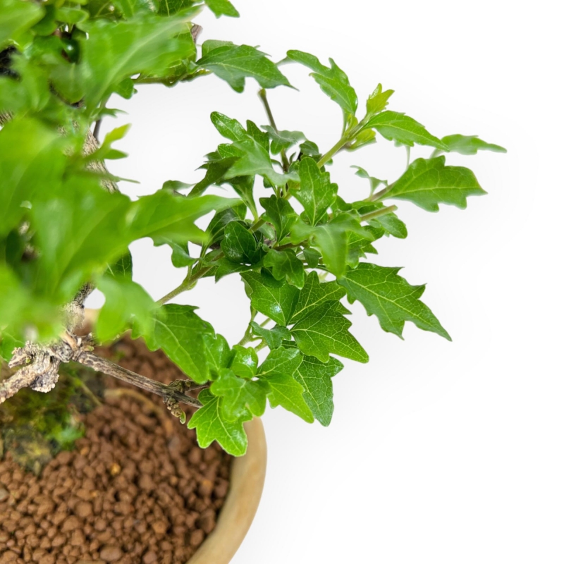 Premna Japonica - 20 cm