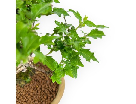 Premna Japonica - 20 cm