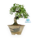 Premna Japonica - 20 cm