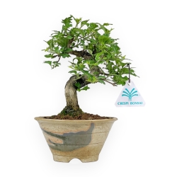 Premna Japonica - 20 cm