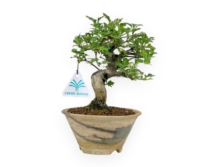 Premna Japonica - 20 cm