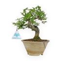 Premna Japonica - 20 cm