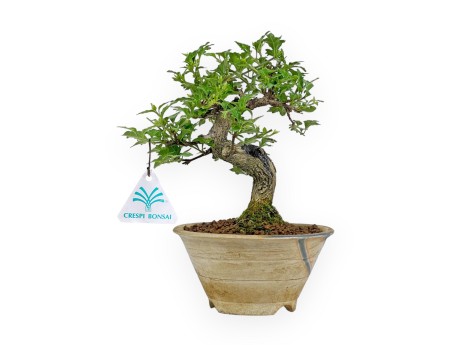 Premna Japonica - 20 cm