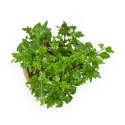Premna Japonica - 20 cm