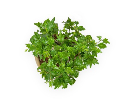 Premna Japonica - 20 cm