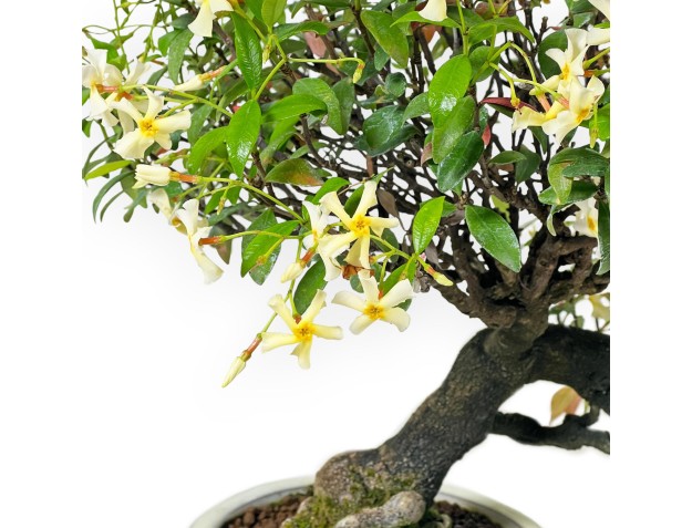 Trachelospermum Asiaticum - Faux Jasmine - 41 cm 2