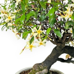 Trachelospermum Asiaticum - Gelsomino Orientale - 41 cm