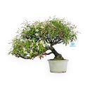 Trachelospermum Asiaticum - Gelsomino Orientale - 41 cm