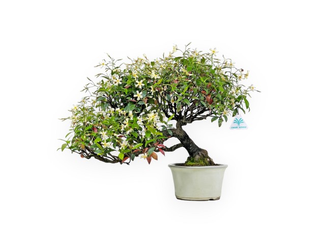 Trachelospermum Asiaticum - Faux Jasmine - 41 cm