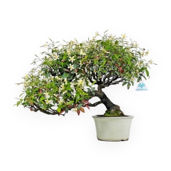 Trachelospermum Asiaticum - Gelsomino Orientale - 41 cm