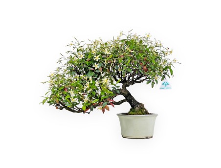 Trachelospermum Asiaticum - Faux Jasmine - 41 cm