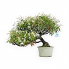 Trachelospermum Asiaticum - Gelsomino Orientale - 41 cm
