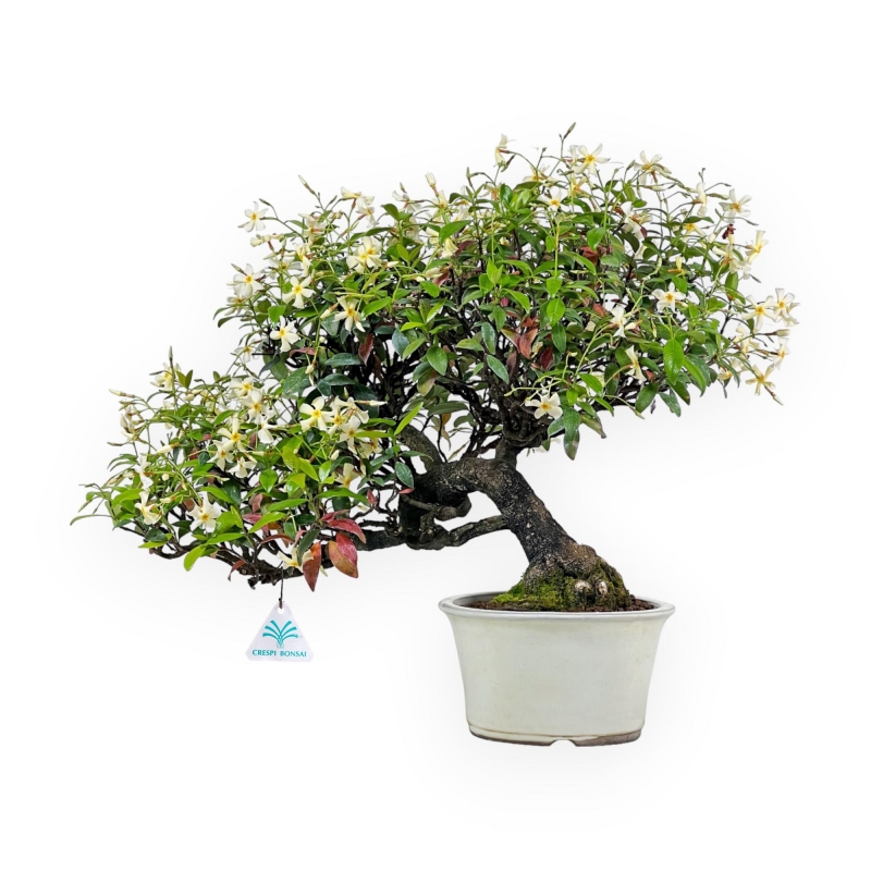 Trachelospermum Asiaticum - Gelsomino Orientale - 41 cm