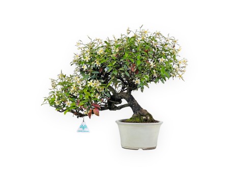 Trachelospermum Asiaticum - Faux Jasmine - 41 cm