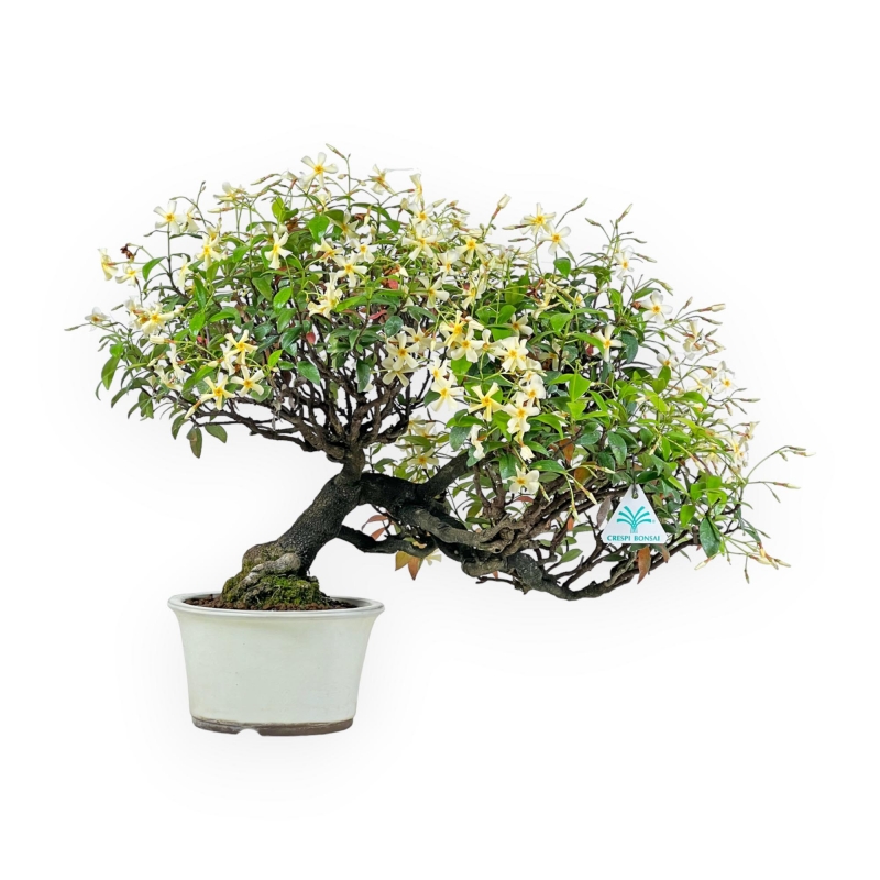 Trachelospermum Asiaticum - Gelsomino Orientale - 41 cm