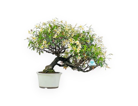 Trachelospermum Asiaticum - Gelsomino Orientale - 41 cm