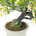 Trachelospermum Asiaticum - Gelsomino Orientale - 41 cm